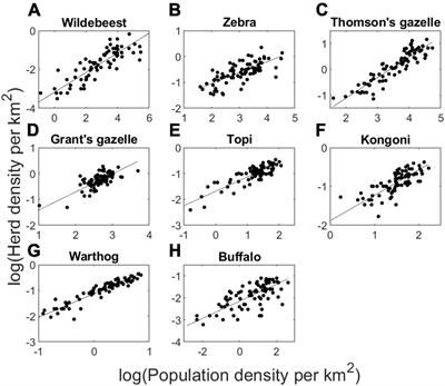 Stabilizing effects of group formation by Serengeti herbivores on predator-prey dynamics